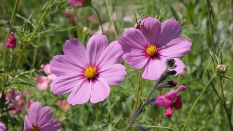 Pink autumn flower Cosmos bipinnatus in the garden close-up 4K 2160p 30fps UltraHD footage - Mexican aster plant in natural environment 3840X2160 UHD video