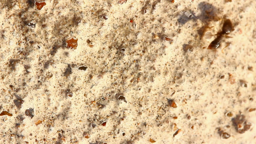 ants macro