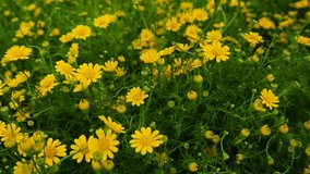 idyllic yellow flower field