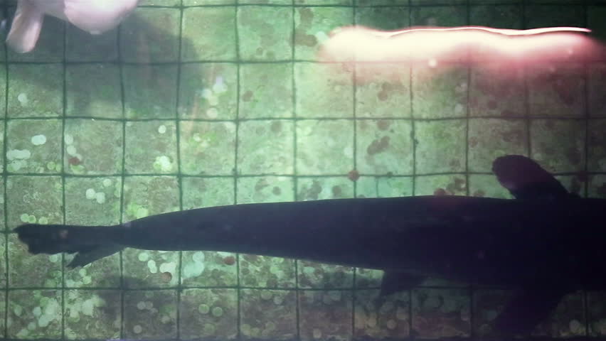 Ornamental giant and small Blue Channel catfishes, in old decaying green pool