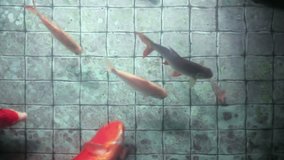 Beautiful Koi carp fishes and old tiled floor of wishing well pond - Powered by Shutterstock - Get 15% off with code: PIKWIZARD15