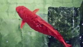 Soft focused big red Koi fish, swimming away old underwater pool stairs - Powered by Shutterstock - Get 15% off with code: PIKWIZARD15