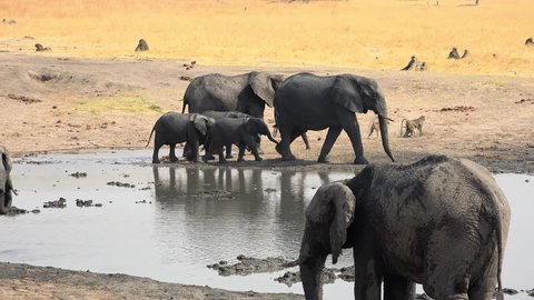 Herd of Elephants at a waterhole in Hwange National Park, Zimbabwe (4K footage)
