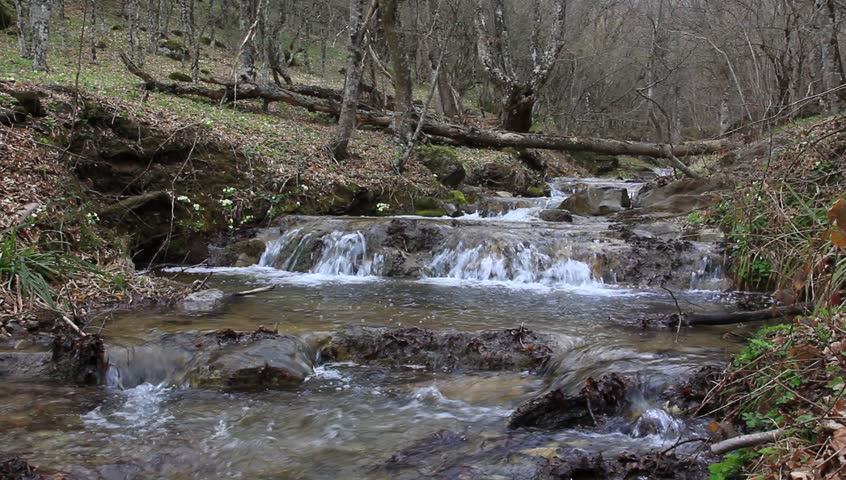 rushing river in a spring forest