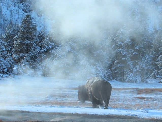 Scenic United States Wyoming Parks Yellowstone National Park Animals Wildlife buffalo overview river water roam