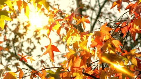 Golden and red leaves on a tree in a sunny autumn day. Video 1920x1080.