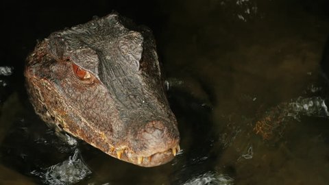 Portrait of a crocodile. Froze in water. Cuviers Dwarf Caiman