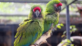 Couple Of Beautiful Military Macaw (Ara Militaris) Parrots Perched On A Tree Branch
