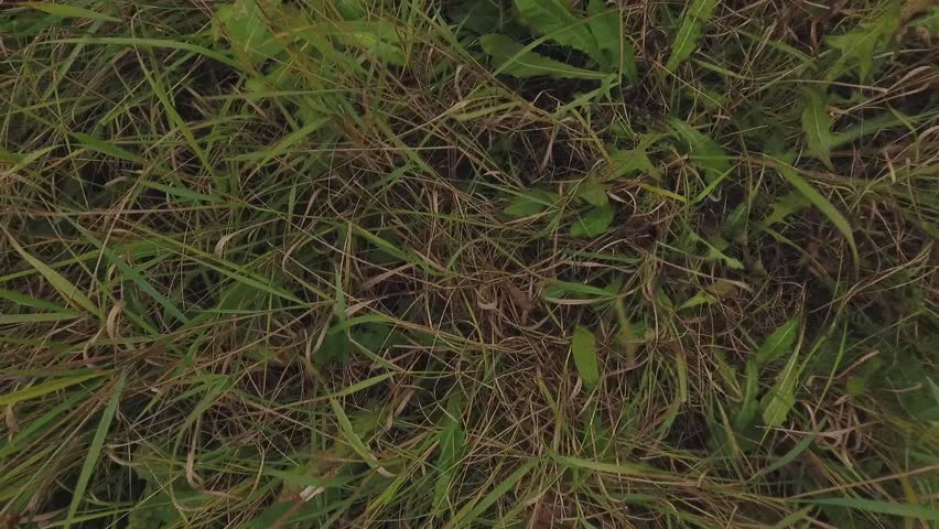 Thick Grass Top View. Copter Shooting