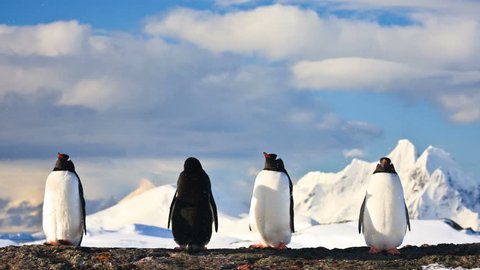 Four penguins dreaming sitting on a rock in Antarctica, mountains in the background. Slow motion 4K footage