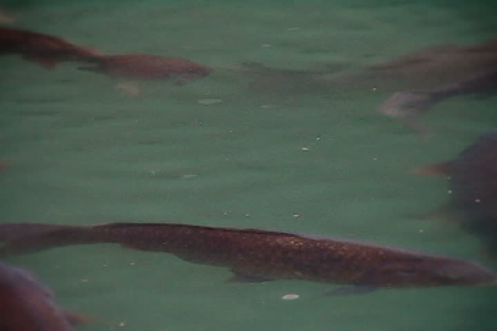 koi fish in a river