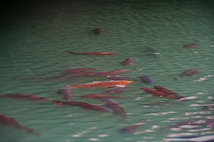 koi fish in a river