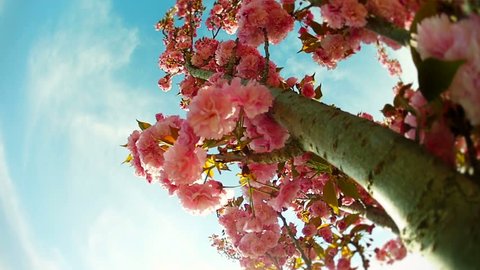 Tree with pink flower