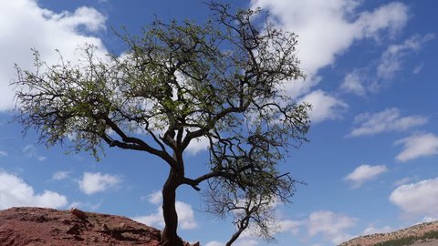Almond tree near the Atlas mountains in Morocco – Time lapse