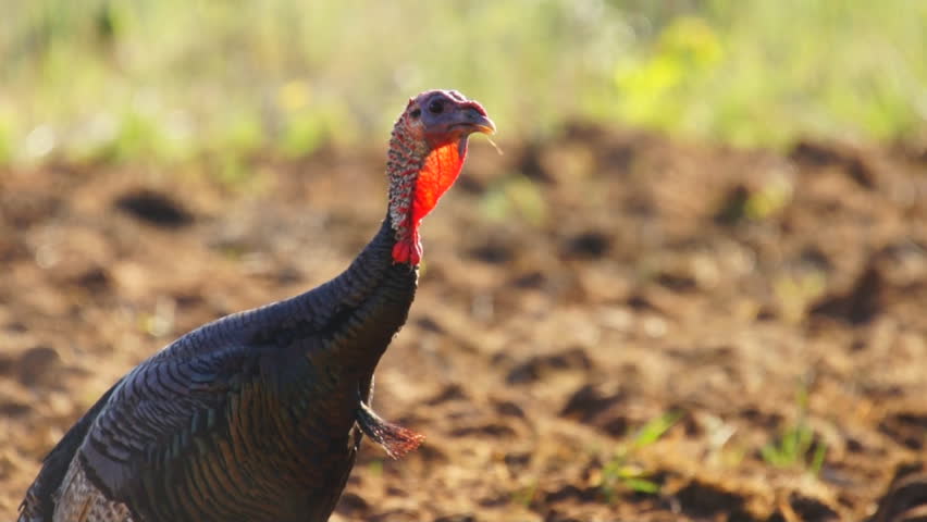 Wild Turkey jake immature male vocalization