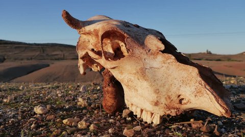 Animal skull time lapse in Morocco