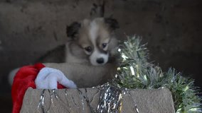 Little puppy climbs into a box with Christmas decorations