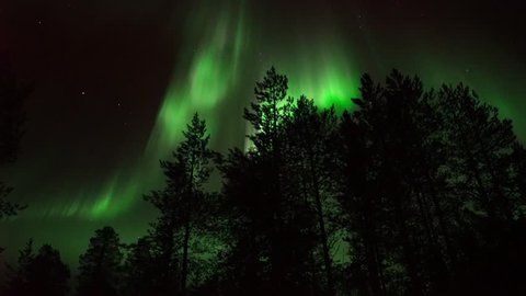 Dancing Aurora Behind the Forest Trees  - Bright  - REAL TIME 