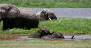Large Elephants & Young In Swamp; Amboseli Kenya Africa