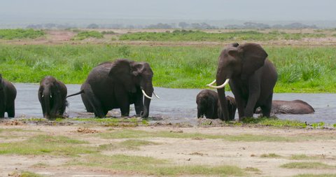 African Elephants Leaving Swamp; Amboseli Kenya Africa