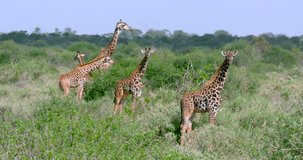 Masai Giraffes Walking; Amboseli Kenya Africa