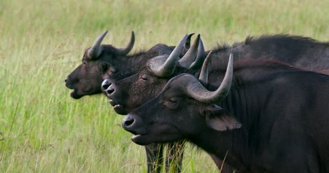 Four Cape Buffalo'S Chewing Cud; Maasai Mara Kenya Africa