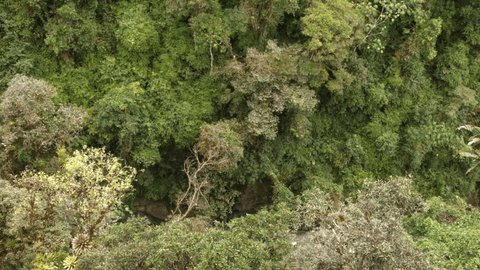 Pan over the canopy of tropical rainforest along  a river with overhanging trees. In the Pastaza Valley, Ecuador