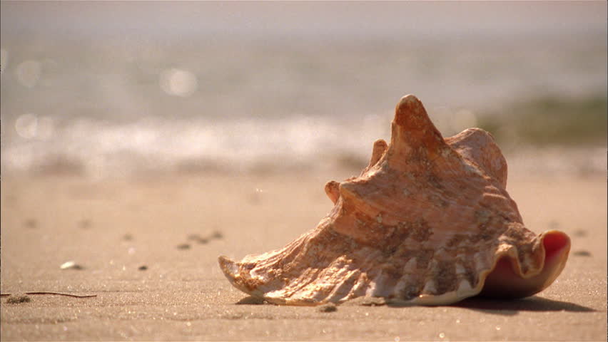 Conch shell on a beach