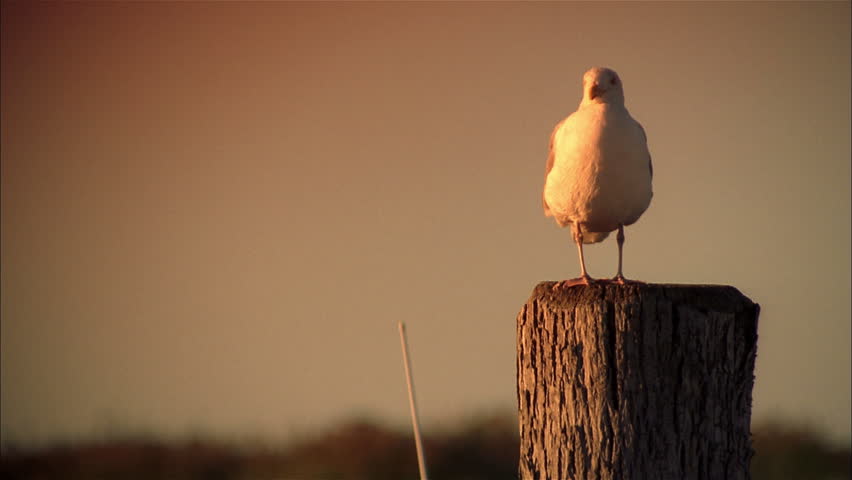Seagull standing on wooden post