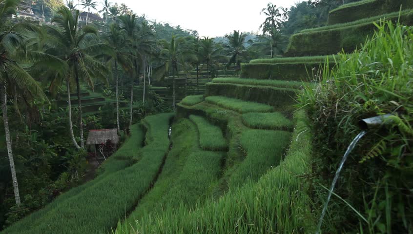View of the Rice Terrace field on Bali island, Indonesia.