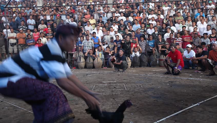 UBUD, BALI - MARCH 27: People during Balinese traditional cockfighting