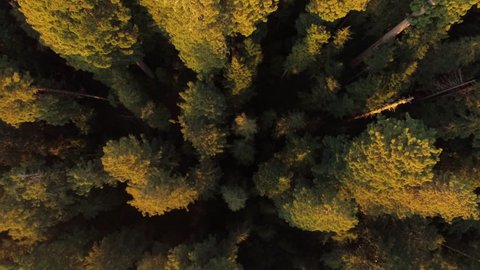Aerial view, looking down on the redwoods in northern California.