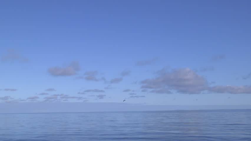 Albatross flying over water