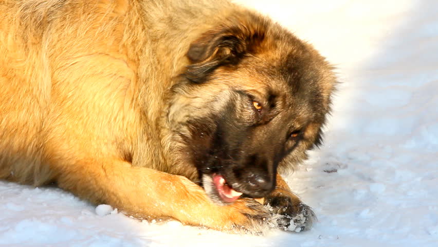 dog eating bone at winter
