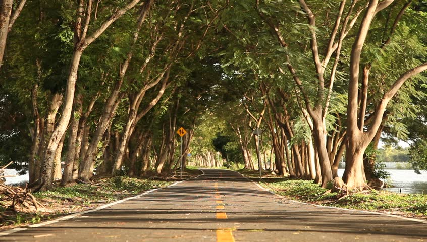 road cover with tree in the park