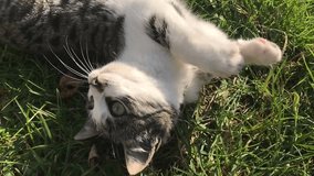 Gray and white color domestic cat in the grass slow motion 1920X1080 HD footage -  Kitten of Felis catus animal playing  outdoor in the field slow-mo 1080p FullHD video