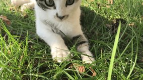Domestic gray and white color cat playing  outdoor in the field slow motion 1920X1080 HD footage -  Kitten of Felis catus animal in the grass slow-mo 1080p FullHD video