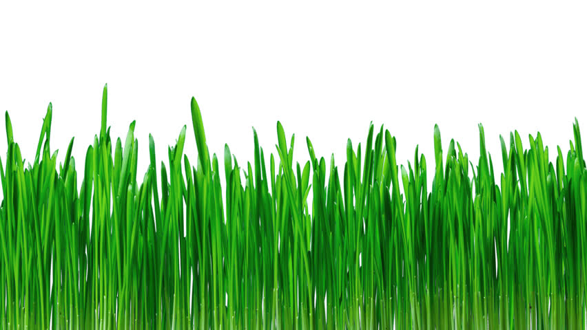 growing grass