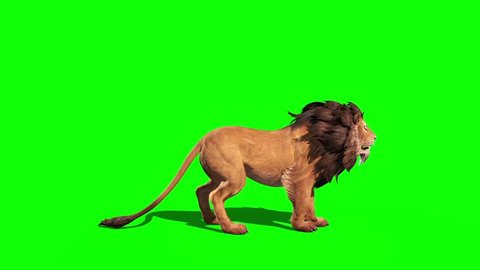pics Green Screen Lion Background Images Hd For Editing lion attacks side loop green stock