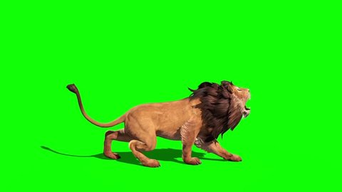 Chiêm ngưỡng vẻ đẹp mạnh mẽ và uy nghi của con sư tử nhờ video green screen chất lượng cao. Hãy dành chút thời gian để tìm hiểu thêm về đời sống của loài động vật hoang dã này và thực sự đắm mình trong không gian sống động này.