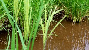 Stalk of paddy grain, rice field close up in rainy season, 4K. footage