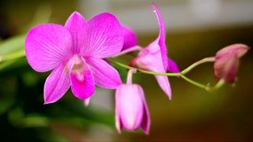 Pink Orchid in the garden close up 4K. footage, Asia flower