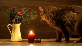 New Year or Christmas. The cat examines a burning candle and smelling the pine branches - Powered by Shutterstock - Get 15% off with code: PIKWIZARD15
