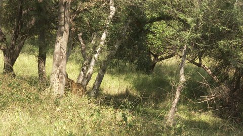 Bengal Tiger (Panthera tigirs tigris) searching for prey in dry forest, low angle tracking shot