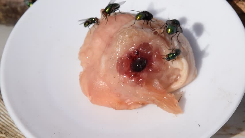 Green flies laying eggs on meat