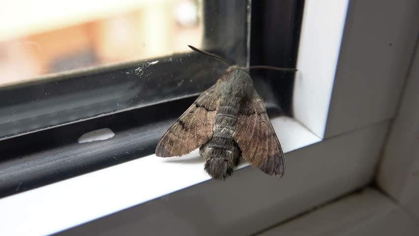 House moth