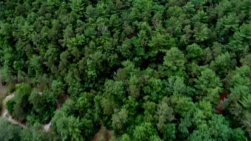 Aerial view of trees and lake