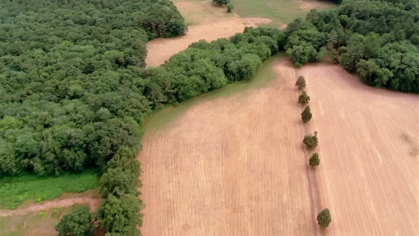 Aerial view of pasture and grazing cows