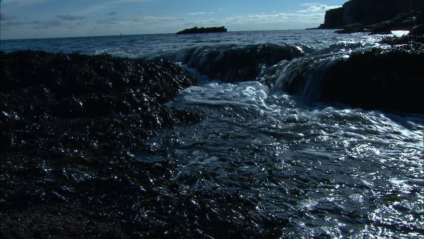 Small waves and kelp