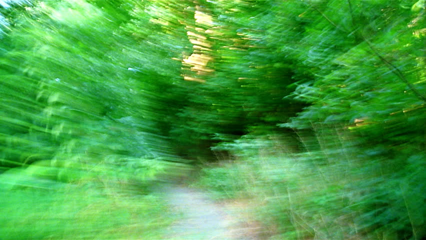 Rugged trail through forest